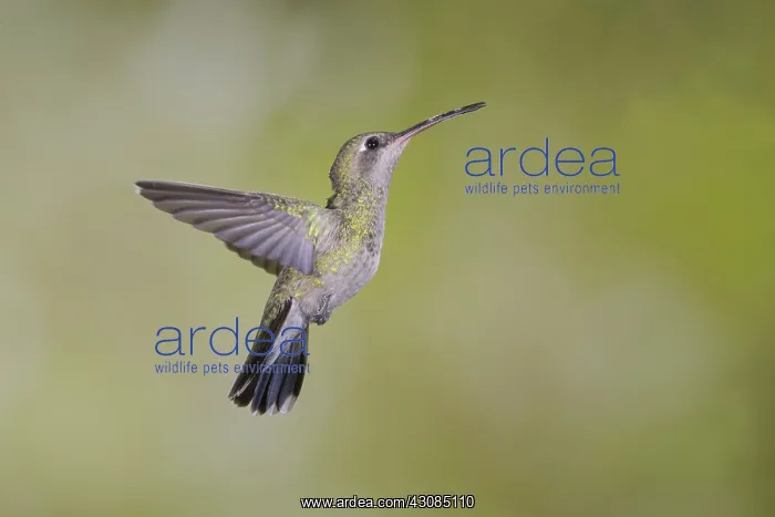 : Broad-Billed Hummingbird : Broad-Billed Hummingbird