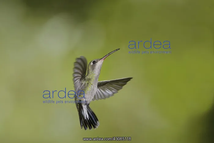 : Broad-Billed Hummingbird : Broad-Billed Hummingbird