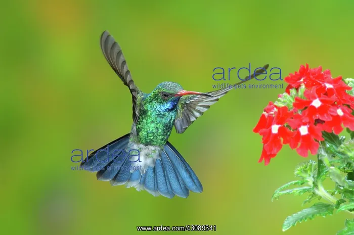 : Broad-billed Hummingbird : Broad-billed Hummingbird