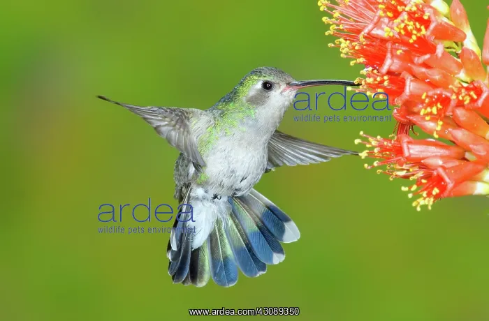 : Broad-billed Hummingbird : Broad-billed Hummingbird