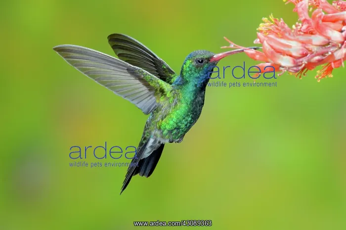 : Broad-billed Hummingbird : Broad-billed Hummingbird