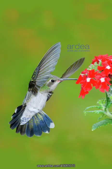 : Broad-billed Hummingbird : Broad-billed Hummingbird