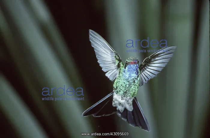 : Broad-billed Hummingbird : Broad-billed Hummingbird