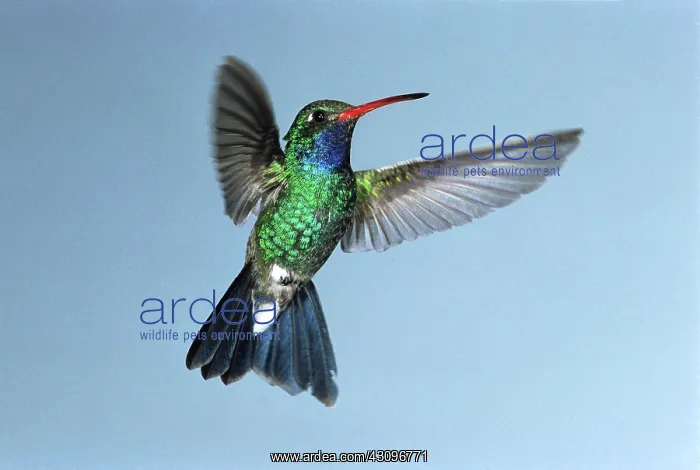 : Broad-billed Hummingbird : Broad-billed Hummingbird