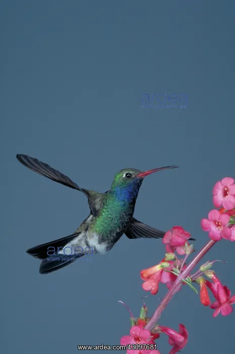 : Broad-billed Hummingbird : Broad-billed Hummingbird
