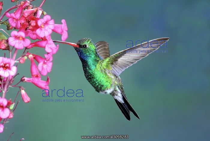 : Broad-billed Hummingbird : Broad-billed Hummingbird