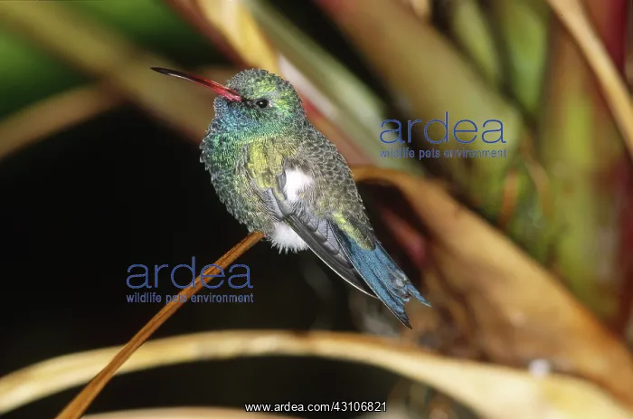 : Broad-billed Hummingbird : Broad-billed Hummingbird