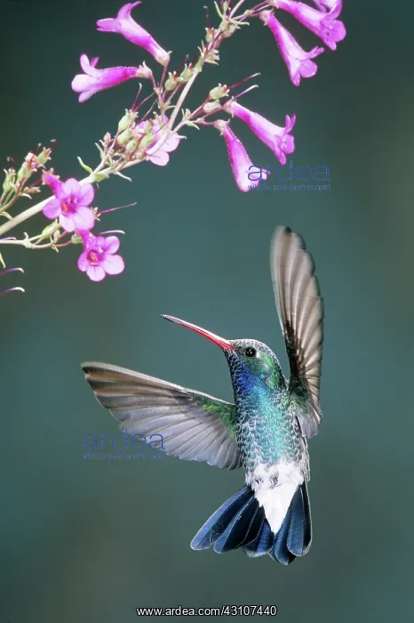 : Broad-Billed Hummingbird : Broad-Billed Hummingbird