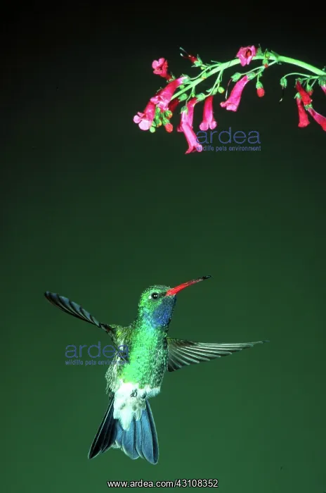 : Broad-billed hummingbird : Broad-billed hummingbird