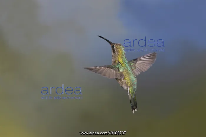 : Broad-Billed Hummingbird : Broad-Billed Hummingbird