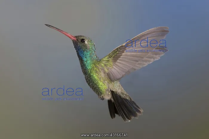 : Broad-Billed Hummingbird : Broad-Billed Hummingbird