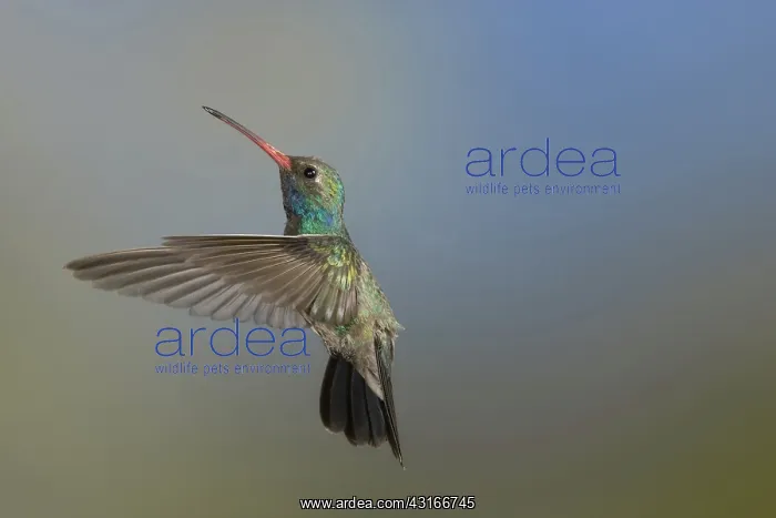 : Broad-Billed Hummingbird : Broad-Billed Hummingbird