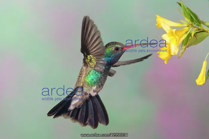 : Broad-billed Hummingbird. Adult male : Broad-billed Hummingbird. Adult male