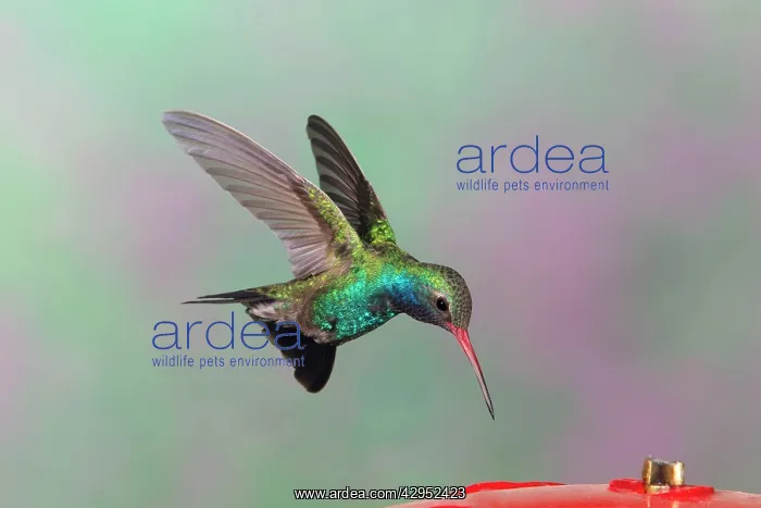 : Broad-billed Hummingbird. Adult male : Broad-billed Hummingbird. Adult male