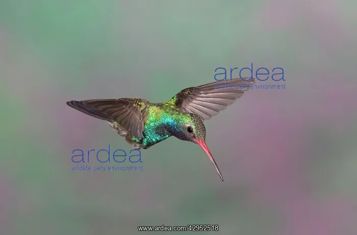 : Broad-billed Hummingbird - adult male in flight : Broad-billed Hummingbird - adult male in flight