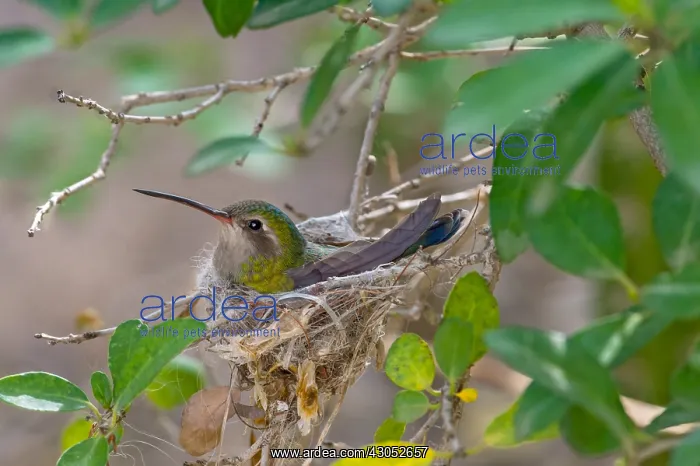 : Broad-billed Hummingbird (Cynanthus latirostris) : Broad-billed Hummingbird (Cynanthus latirostris)