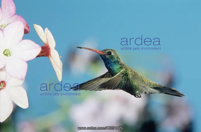 : Broad-billed Hummingbird (Cynanthus latirostris) : Broad-billed Hummingbird (Cynanthus latirostris)