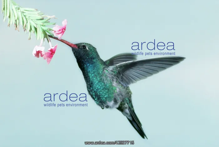 : Broad-billed HUMMINGBIRD - feeding at flower : Broad-billed HUMMINGBIRD - feeding at flower