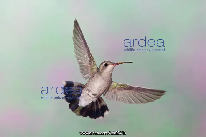 : Broad-billed Hummingbird. Female : Broad-billed Hummingbird. Female