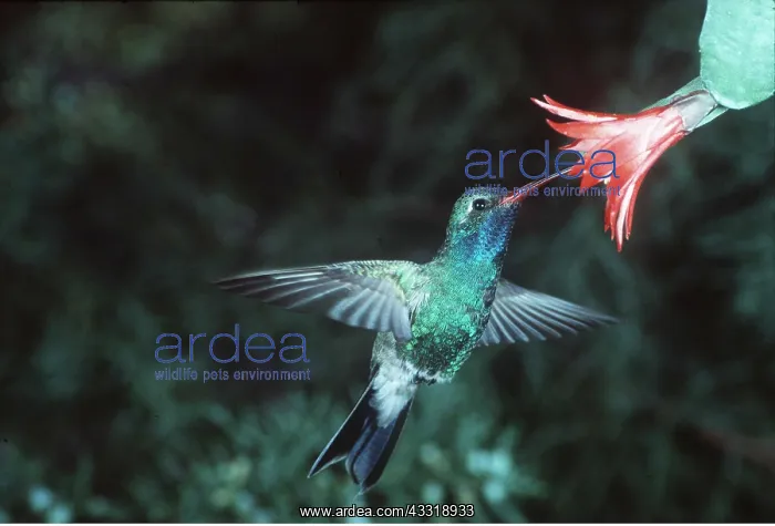 : Broad-billed Hummingbird - in fight at flower : Broad-billed Hummingbird - in fight at flower