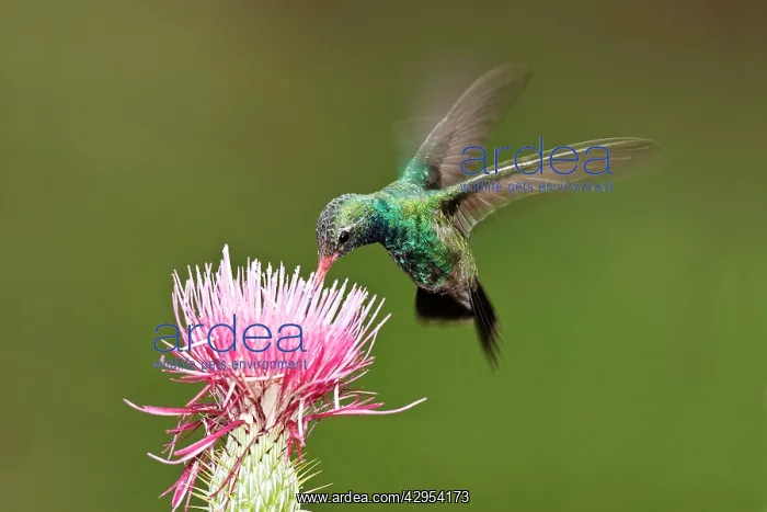  : Broad-billed Hummingbird - in flight, feeding