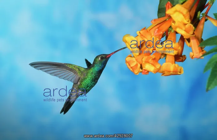 : Broad-billed HUMMINGBIRD - male feeding : Broad-billed HUMMINGBIRD - male feeding