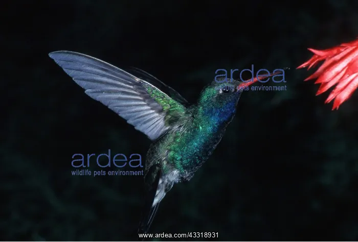 : Broad-Billed HUMMINGBIRD - male, feeding at flower : Broad-Billed HUMMINGBIRD - male, feeding at flower
