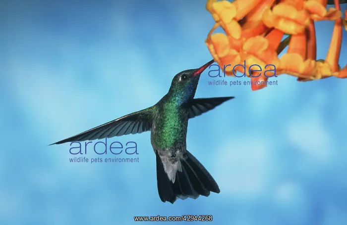 : Broad-billed HUMMINGBIRD - male in flight, feeding : Broad-billed HUMMINGBIRD - male in flight, feeding