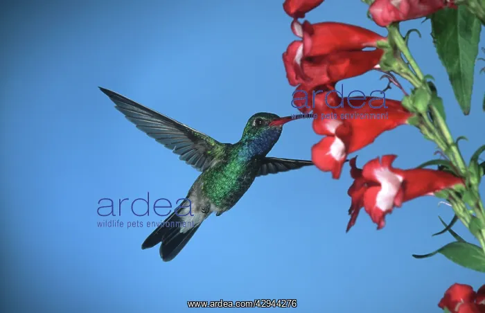 : Broad-billed HUMMINGBIRD - male in flight, feeding : Broad-billed HUMMINGBIRD - male in flight, feeding