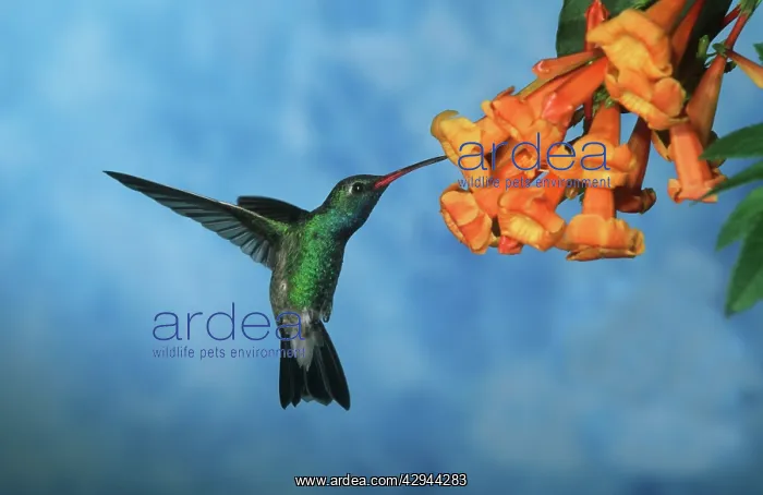 : Broad-billed HUMMINGBIRD - male in flight, feeding : Broad-billed HUMMINGBIRD - male in flight, feeding