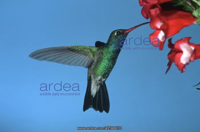 : Broad-billed HUMMINGBIRD - male in flight, feeding : Broad-billed HUMMINGBIRD - male in flight, feeding