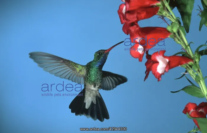 : Broad-billed HUMMINGBIRD - male in flight, feeding : Broad-billed HUMMINGBIRD - male in flight, feeding