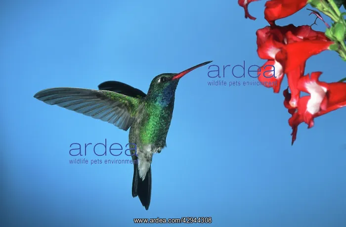 : Broad-billed HUMMINGBIRD - male in flight, feeding : Broad-billed HUMMINGBIRD - male in flight, feeding