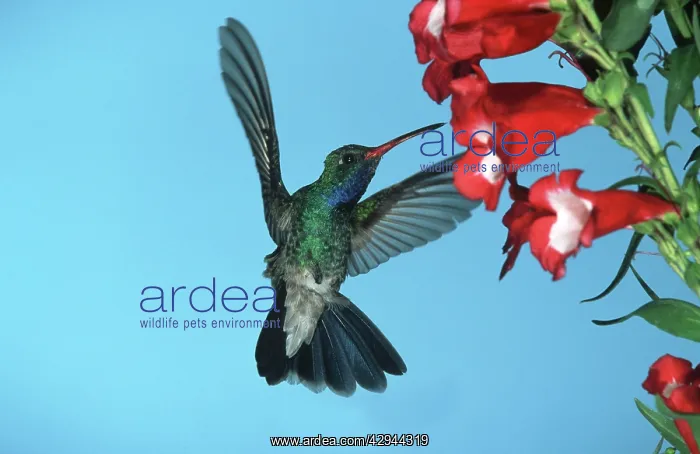 : Broad-billed HUMMINGBIRD - male in flight, feeding : Broad-billed HUMMINGBIRD - male in flight, feeding