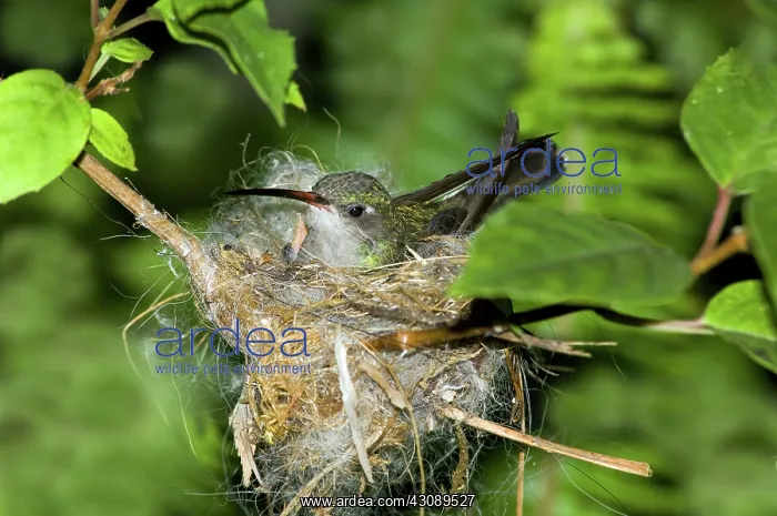 : Broad-billed Hummingbird in Nest : Broad-billed Hummingbird in Nest