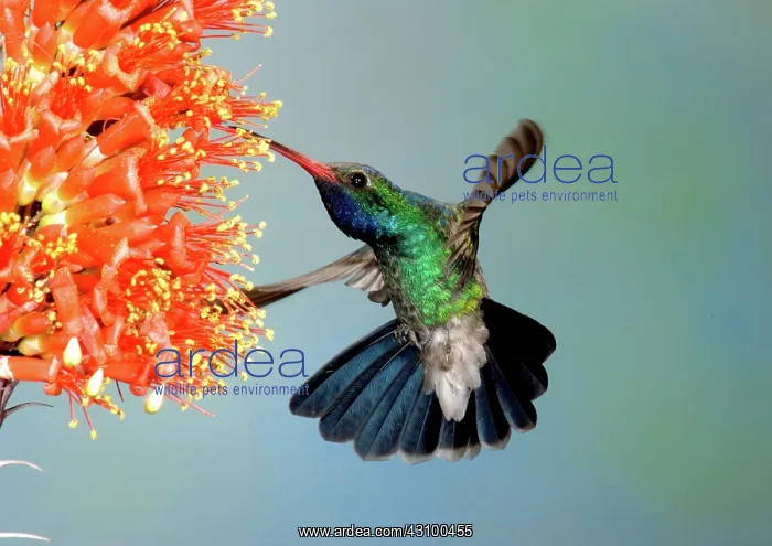 : Broad-billed Hummingbird at Ocotillo flower : Broad-billed Hummingbird at Ocotillo flower