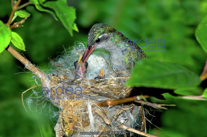 : Broad-billed Hummingbird and Young : Broad-billed Hummingbird and Young