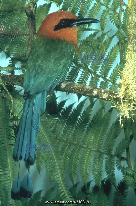 : Broad-billed Motmot : Broad-billed Motmot