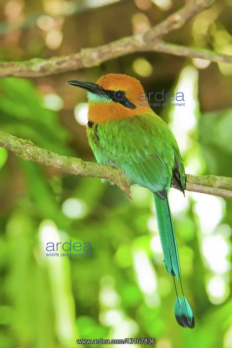 : Broad-billed Motmot : Broad-billed Motmot