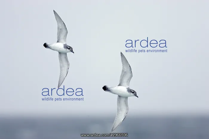 : Broad Billed Prion - in flight over sea : Broad Billed Prion - in flight over sea