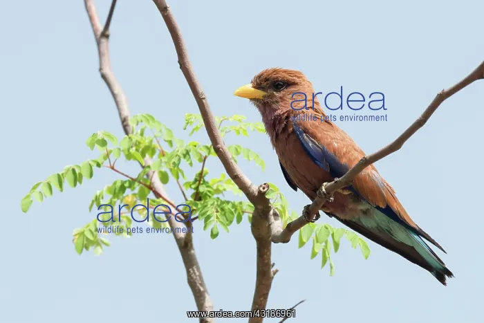 : Broad-billed Roller : Broad-billed Roller