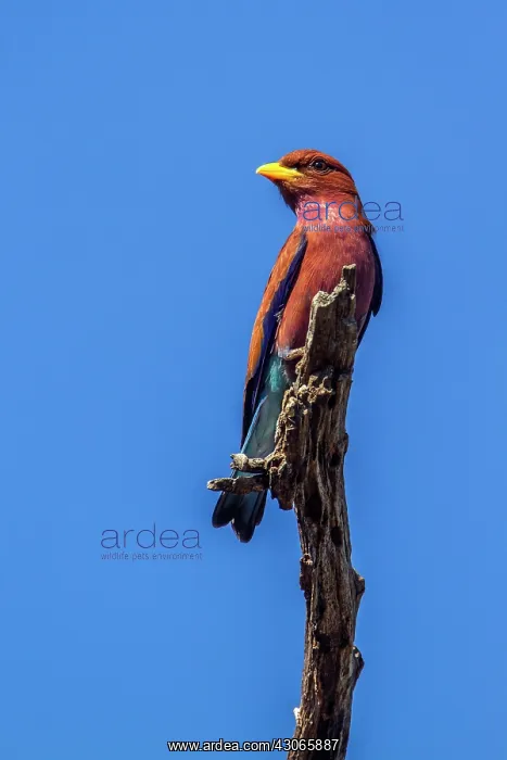 : Broad-billed Roller in Kruger National park, South : Broad-billed Roller in Kruger National park, South