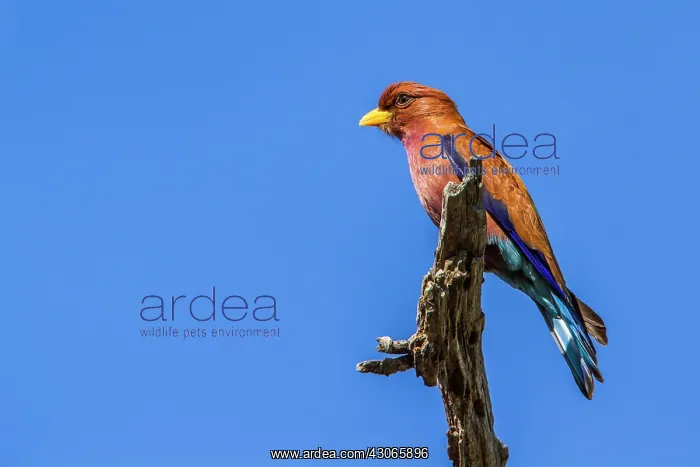 : Broad-billed Roller in Kruger National park, South : Broad-billed Roller in Kruger National park, South