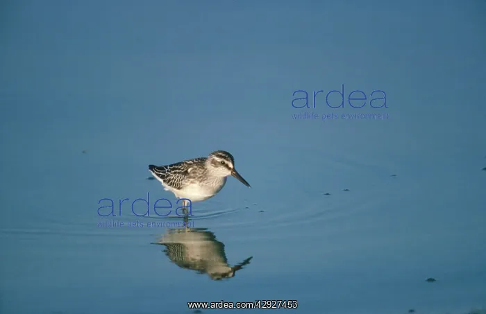 : BROAD-BILLED SANDPIPER : BROAD-BILLED SANDPIPER