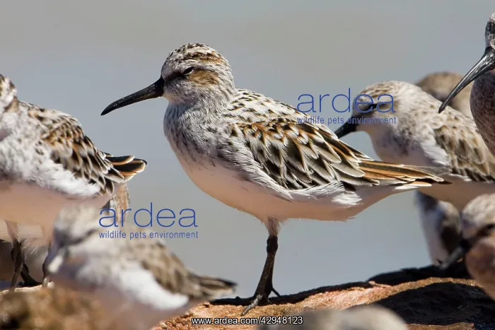 : Broad-billed Sandpiper dozing at high tide : Broad-billed Sandpiper dozing at high tide