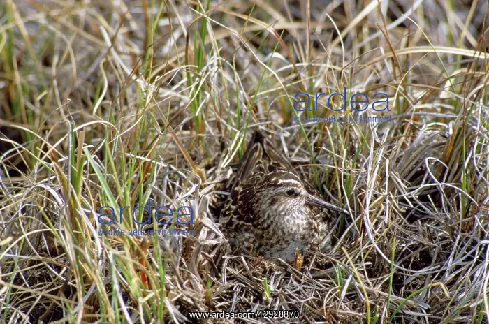 : Broad-billed Sandpiper - on nest : Broad-billed Sandpiper - on nest