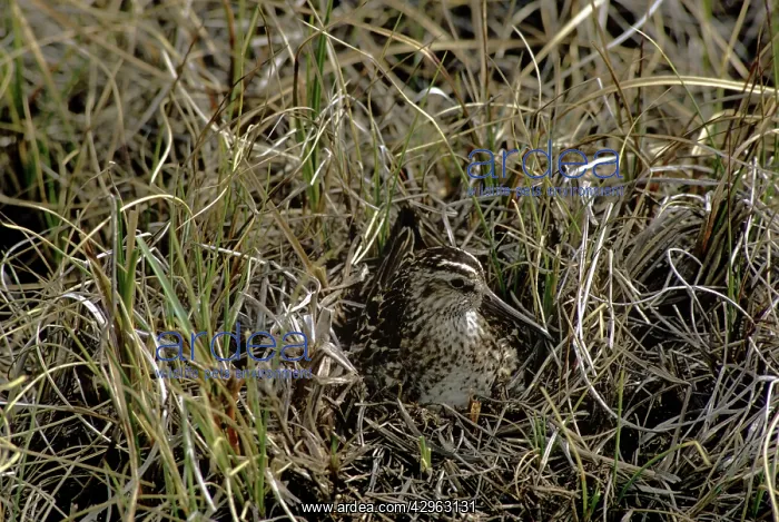: Broad-billed Sandpiper - on nest : Broad-billed Sandpiper - on nest