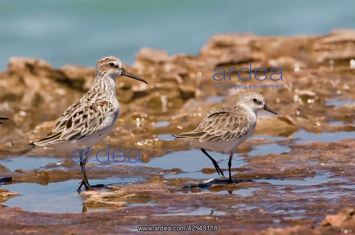 : Broad-billed Sandpiper and Red-necked Stint (Calidris : Broad-billed Sandpiper and Red-necked Stint (Calidris