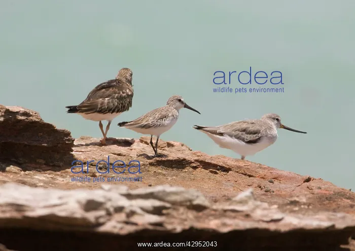 : Broad-billed Sandpiper in winter plumage : Broad-billed Sandpiper in winter plumage