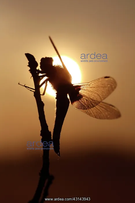 : Broad-bodied Chaser